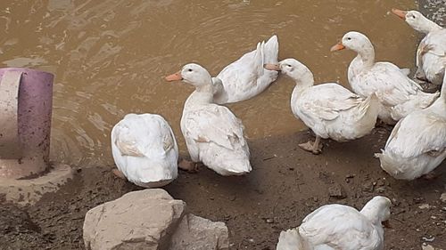 High angle view of swans