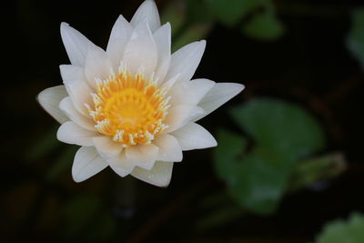 Close-up of white flower