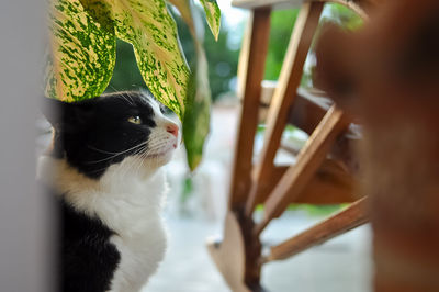 Close-up of cat looking away