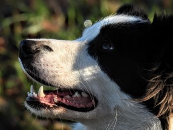 Close-up of dog looking away