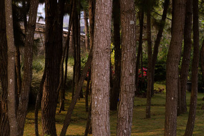 View of trees in forest