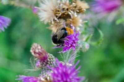 Close-up of bee pollinating on purple flower