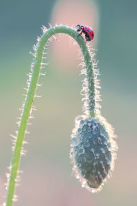 Close-up of flowering plant