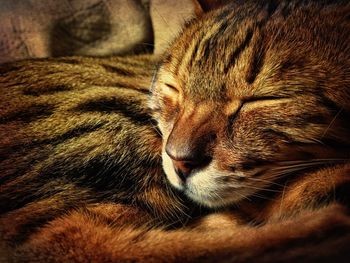 Close-up of cat sleeping