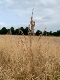 Close-up of wheat growing on field against sky