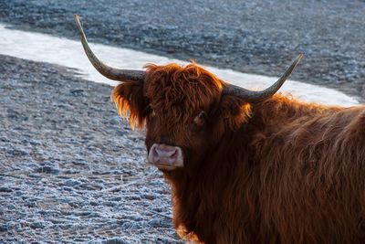 Close-up of highland cattle