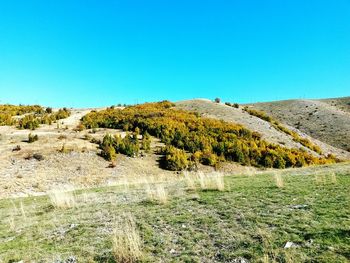 Scenic view of field against clear blue sky