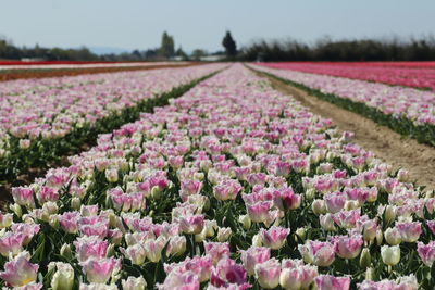 Close-up of purple flowering plants on field