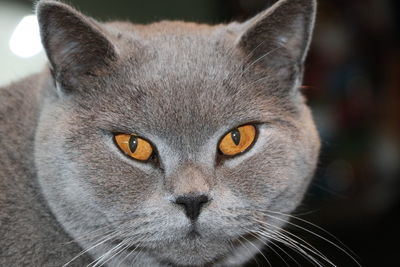 Close-up portrait of cat