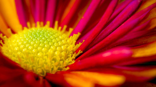 Full frame shot of pink flower