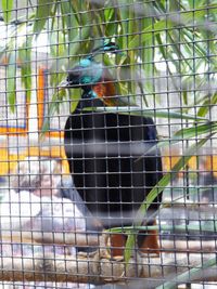 Close-up of parrot in cage