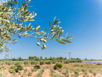 Trees on field against clear blue sky
