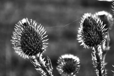 Close-up of thistle