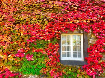 Red flowering plants by window of building