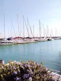 Boats in harbor