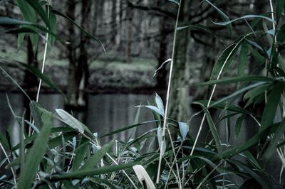 Close-up of plant