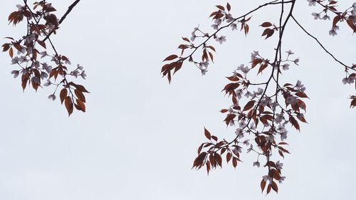 Low angle view of leaves against sky