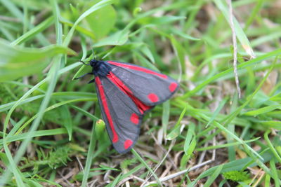 High angle view of butterfly on grass