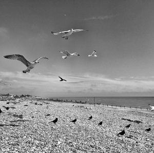 Seagull flying over sea