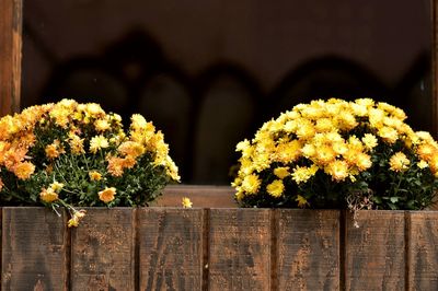 Close-up of flowers against blurred background