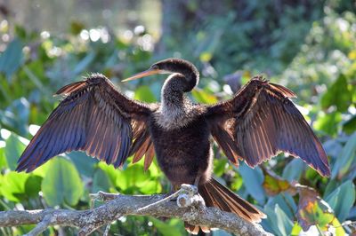 Low angle view of gray heron perching on tree