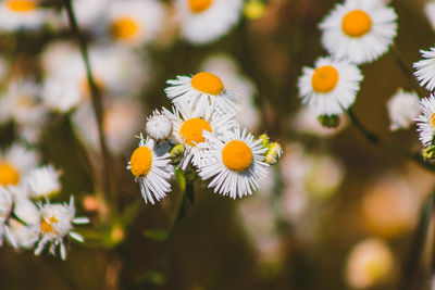 Close-up of white flowering plants