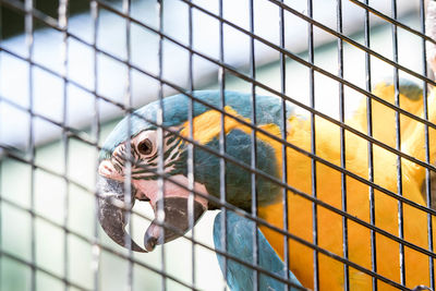 Close-up of bird in cage at zoo