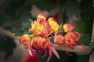 Close-up of red flower