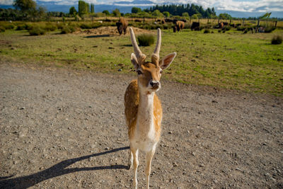 Portrait of deer on field