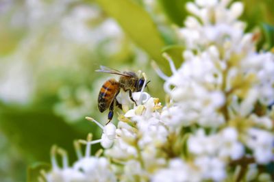 Close-up of bee pollinating on flower