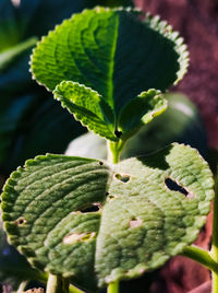 Close-up of fresh green leaves
