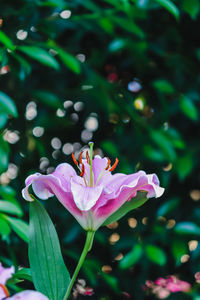 Close-up of honey bee on flower blooming outdoors