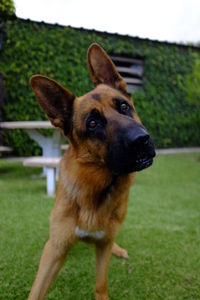 Portrait of dog standing on field