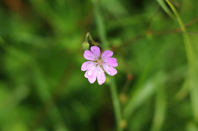 Close-up of pink flowering plant