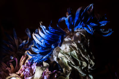 Close-up of blue flowers on black background