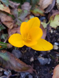 Close-up of yellow crocus blooming outdoors