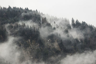 Panoramic view of forest against sky