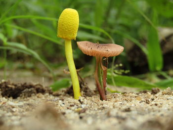Close-up of mushroom growing on field