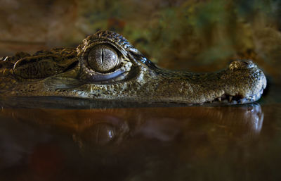 Close-up of animal head