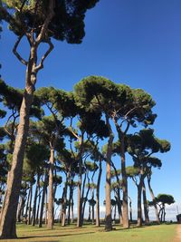 Low angle view of trees against clear blue sky