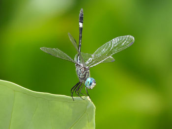 Close-up of dragonfly on leaf