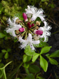 Close-up of white flowering plant