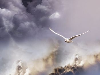 Low angle view of bird flying against cloudy sky