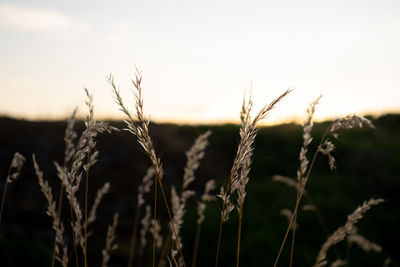 Close-up of wheat field against sky during sunset