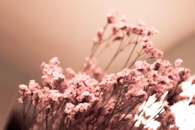 Close-up of pink flowers