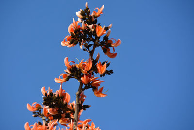 Low angle view of flowering plant against clear blue sky