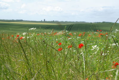 Red poppy flowers on field