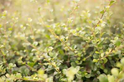 Close-up of plant