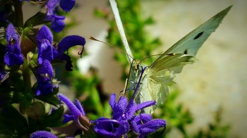 Close-up of butterfly on purple flower