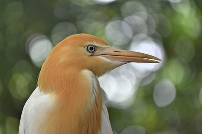 Close-up side view of a bird